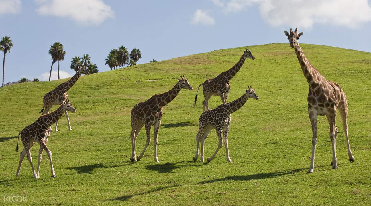 San Diego Zoo Safari Park Admission Ticket