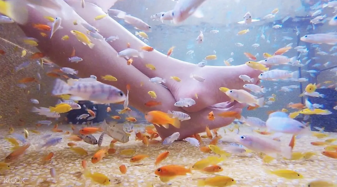 溫泉魚足浴，新奇又有趣，值得特地前來體驗！