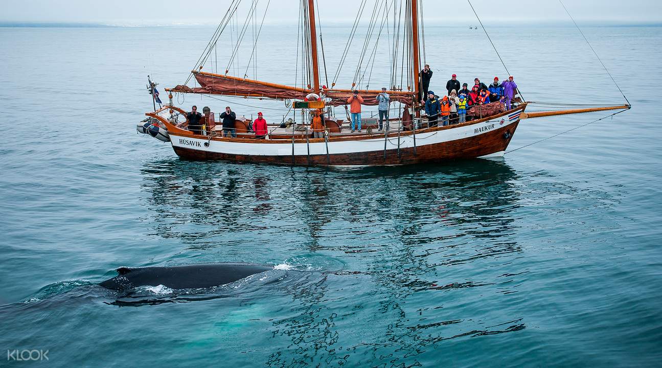 húsavík original whale watching, puffins and sails tour - kloo