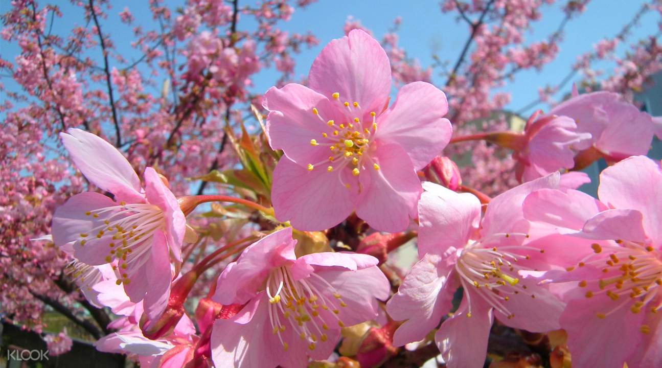 Early Spring Kawazuzakura Cherry Blossom Viewing in Tokyo, Japan