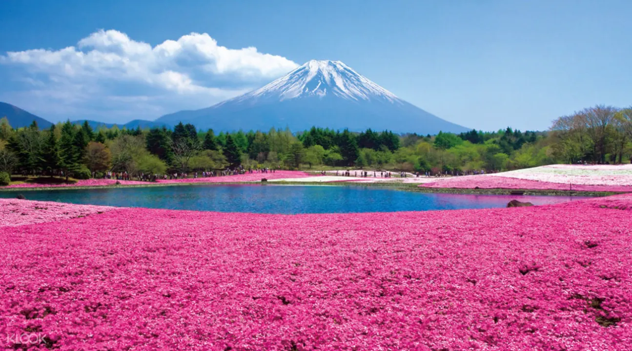Tokyo Fuji Shibazakura Mt Fuji 5th Station All You Can Eat Strawberry Picking Day Tour