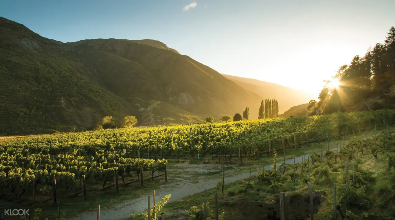 Gibbston Valley Wine Tasting Tours From Queenstown New Zealand Klook Us