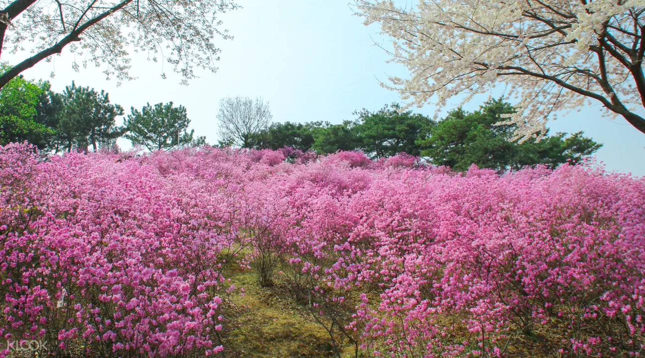 遠美山杜鵑花