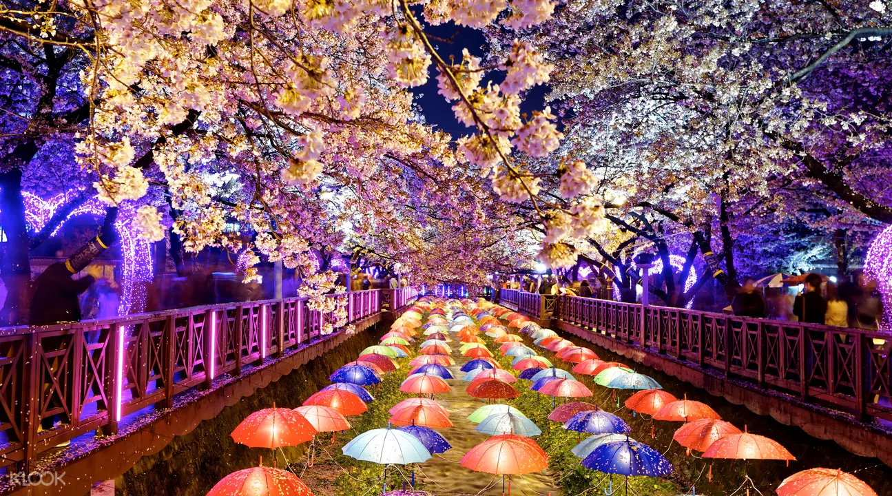 鎮海櫻花