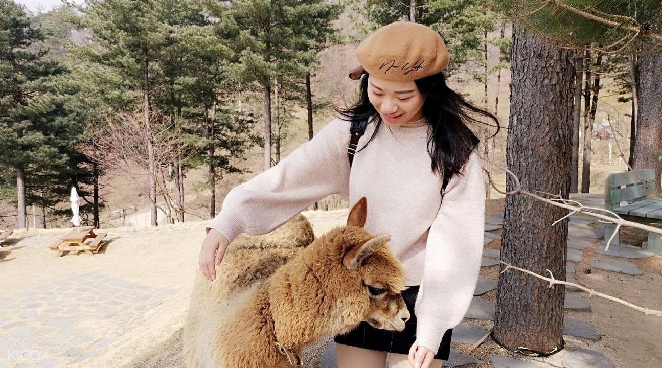 Book Nami Island Alpaca Pasture The Garden Of Morning Calm Day
