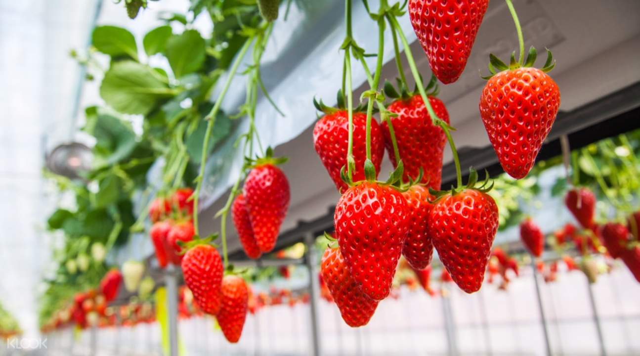 Tokyo Fuji Shibazakura, Mt. Fuji 5th Station & AllYouCanEat