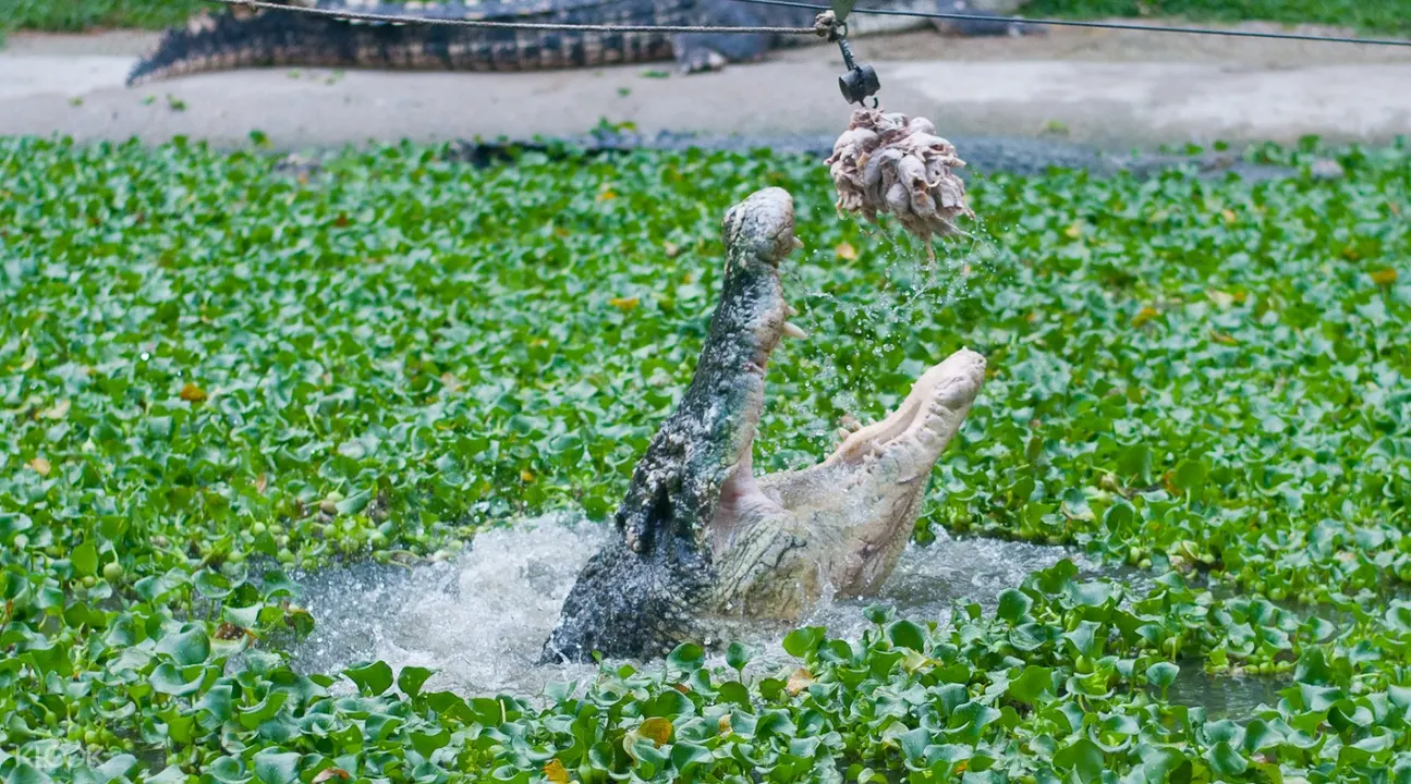 crocodile adventureland ticket