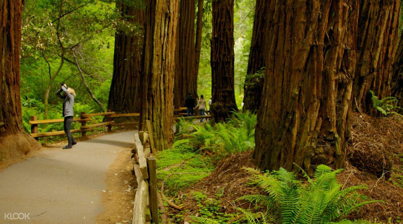 muir woods tour from san francisco