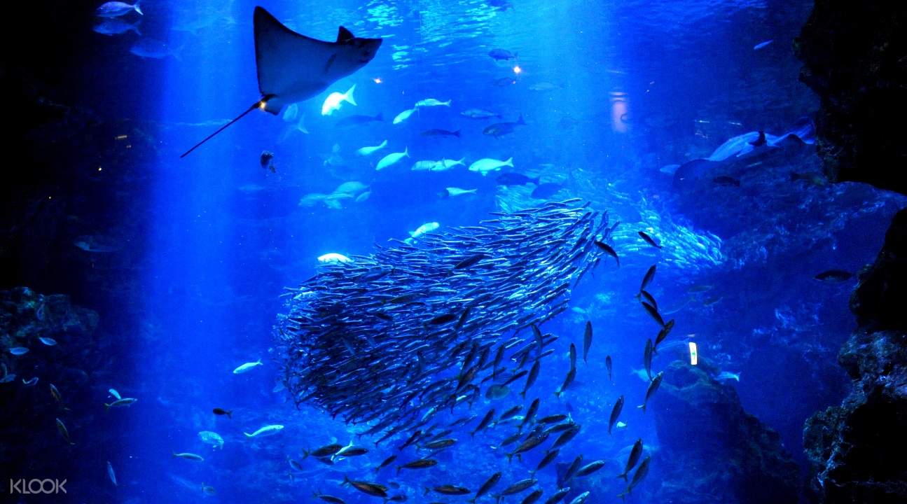 [SALE] Kyoto Aquarium Admission Ticket Ticket KD