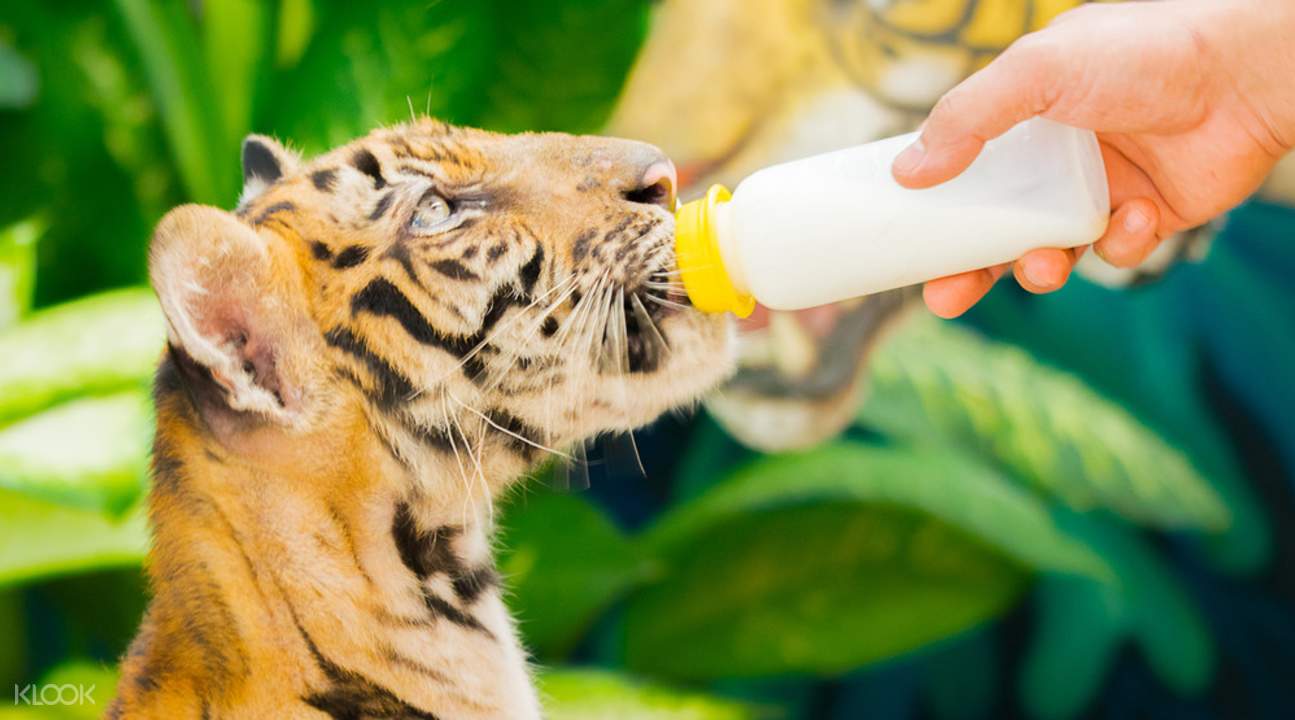 파타야 스리라차 호랑이 동물원 입장권