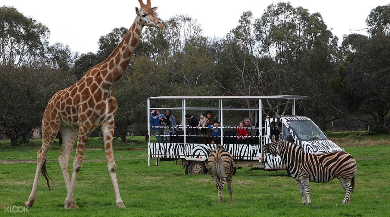 華勒比野生動物園,澳洲華勒比野生動物園兩日遊,墨爾本華勒比野生動物園門票