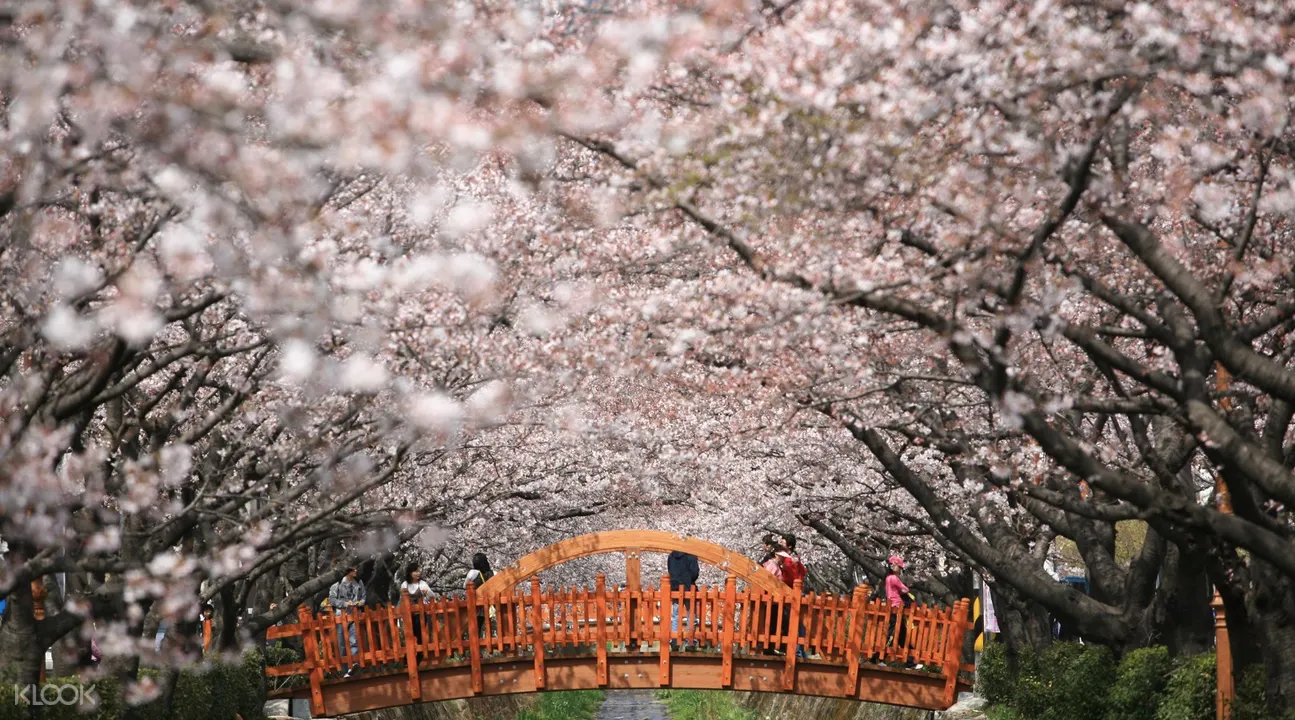 餘佐川櫻花橋