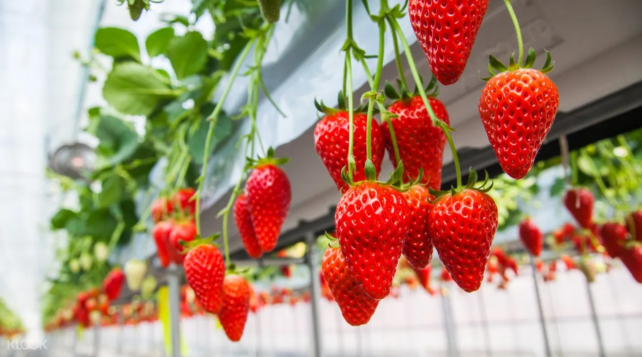 Nara Yoshino Senbonzakura Cherry Blossom Viewing Day Trip And Strawberry Picking Experience From Osaka Klook客路香港