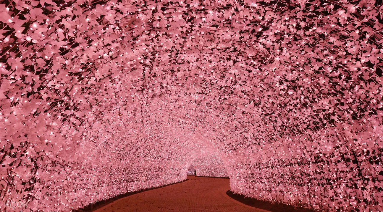 名花之裡& 樹冰& 冰瀑布一日遊（高級松坂牛壽喜燒午餐）