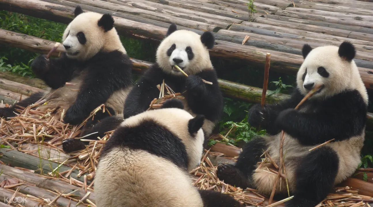 Giant Panda Breeding Research Base Ticket Chengdu China How to draw a cartoon panda. giant panda breeding research base