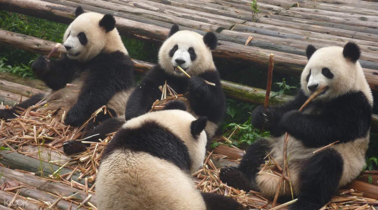 成都大熊猫繁育研究基地门票 扫描qr code入园