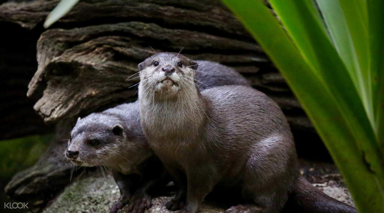 メルボルン動物園 割引チケットの予約 Klook クルック Klook クルック メルボルン動物園 割引チケットの予約 Klook クルック Klook クルック