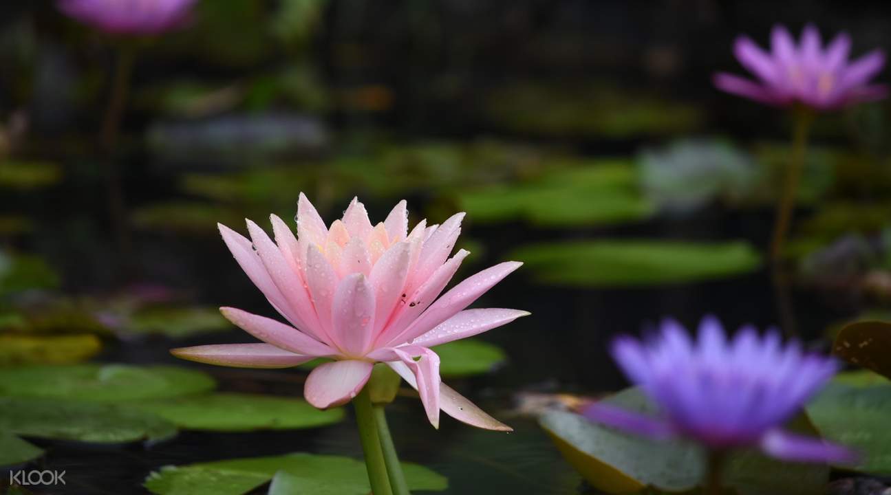 東南 植物 楽園 チケット