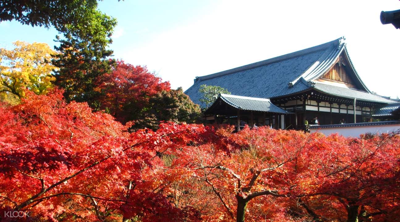 SALE Tenryuji Temple And Tofukuji Temple Autumn Maple Leaves sale-tenryuji-temple-and-tofukuji-temple-autumn-maple-leaves