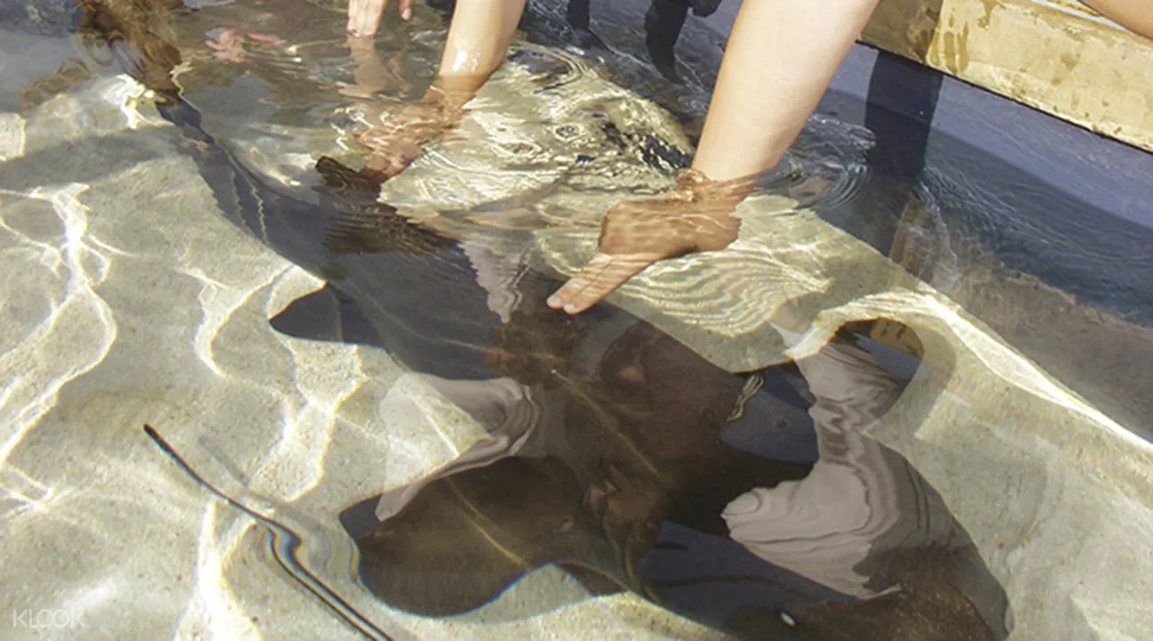 太平洋水族館門票