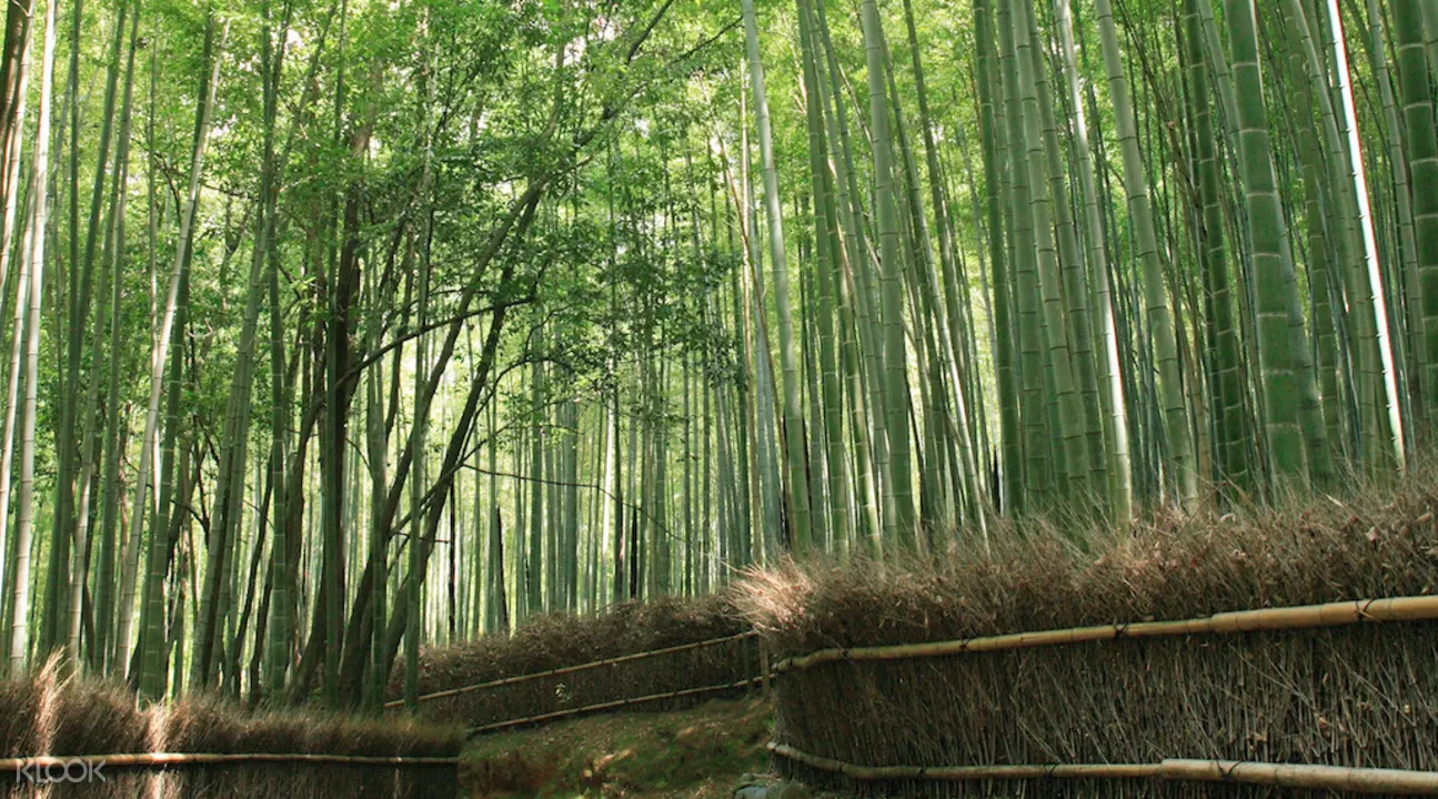 竹林画像1296 竹林画像京都 Saikonowhitemuryogazo