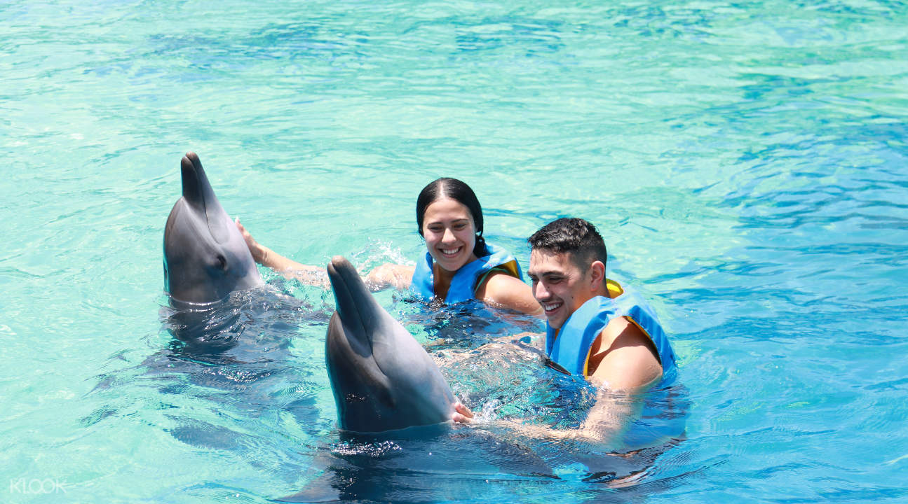 Dolphin Watching and Interaction Experience at Bali Exotic ...