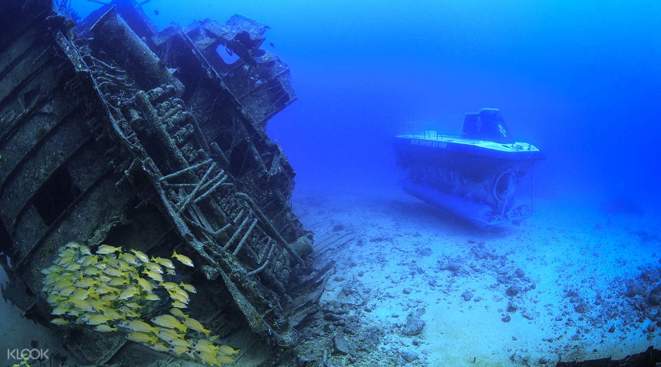 深海动物近距离接触,还可看到17世纪便沉在海底的「希望之星」号船骸