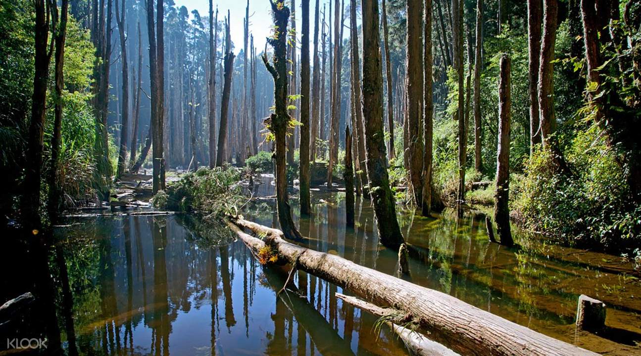 杉林渓 サンリンシー 忘憂森林を巡る日帰りツアー Klook クルック