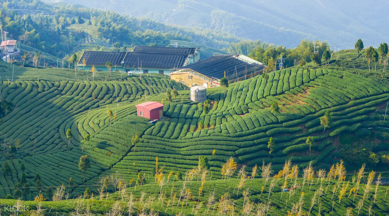 八卦茶園