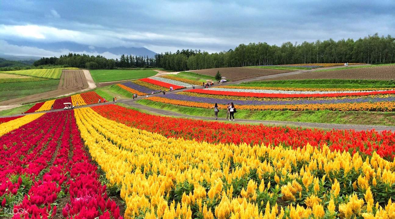 北海道富良野红酒工厂 富田农场 美瑛四季彩之丘一日游 普通话或粤语领队 Klook客路中国 北海道富良野红酒工厂 富田农场 美瑛四季彩之丘一日游 普通话或粤语领队 Klook客路中国