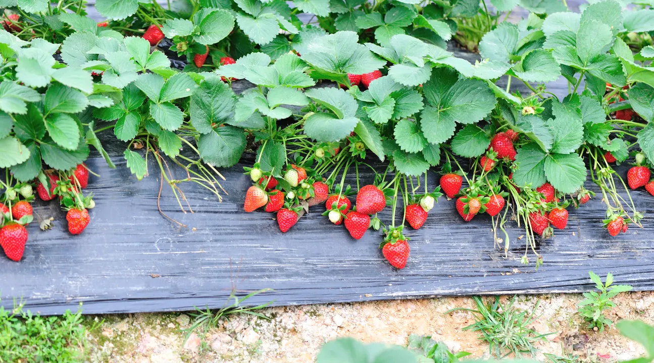 Flower Festivals Trip with Strawberry Picking Experience from ...