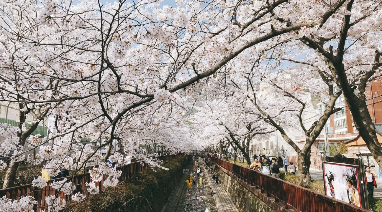 韓國櫻花2017
