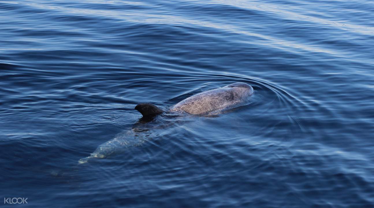 guided dolphin watching & shopping tour in gibraltar