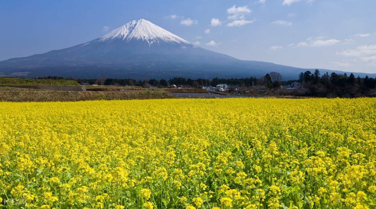 [SALE] Mt. Fuji 5th Station, AllYouCanEat Fruits & Mt. Kachi Kachi