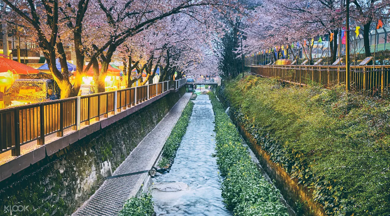 韓國賞櫻