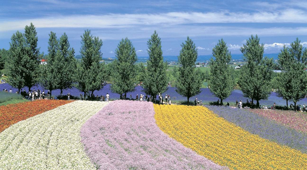 Hokkaido Farm Tomita, ShikisainoOka, and Blue Pond Day Tour, Japan