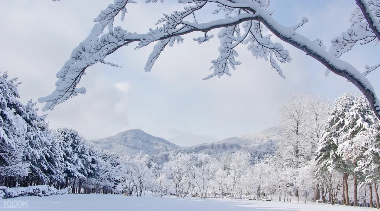 Nami Island Round Trip Transfer And Admission Ticket From Seoul