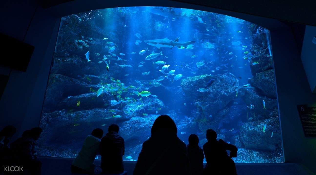 Sumida Aquarium & Tokyo Skytree Admission Combo Ticket Tokyo, Japan