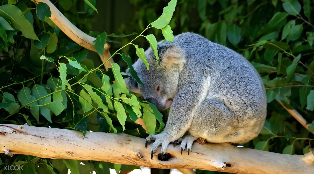 Lone Pine Koala Sanctuary Ticket