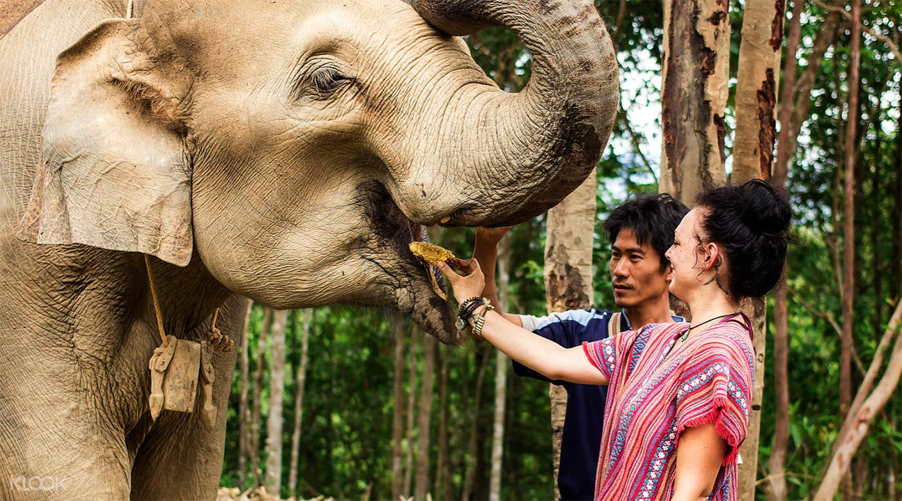 Elephant Jungle Sanctuary Phuket Experience