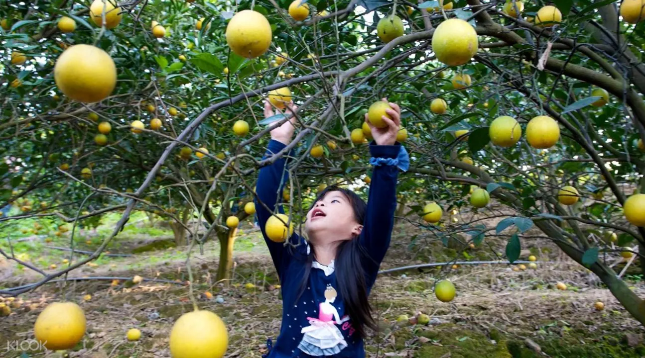 親子採水果