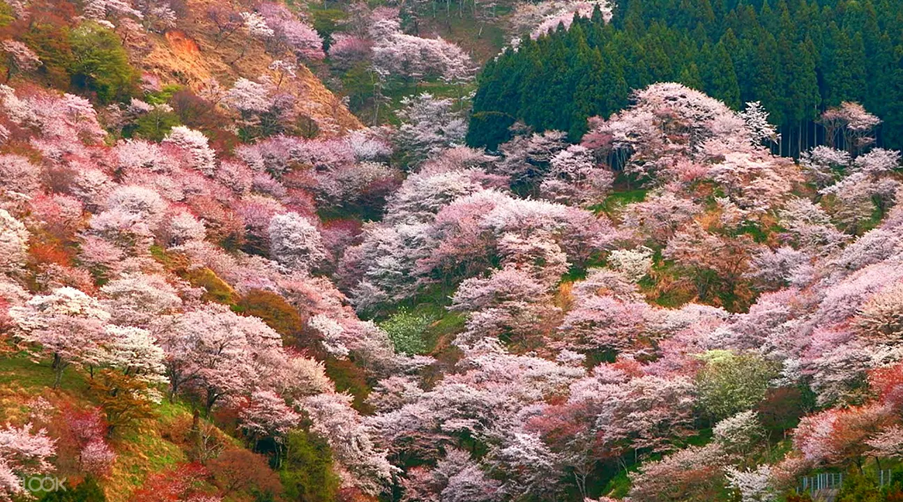 奈良赏樱一日游 吉野山 奈良公园 猿泽池 兴福五重塔 Klook客路中国 奈良赏樱一日游 吉野山 奈良公园 猿泽池 兴福五重塔 Klook客路中国