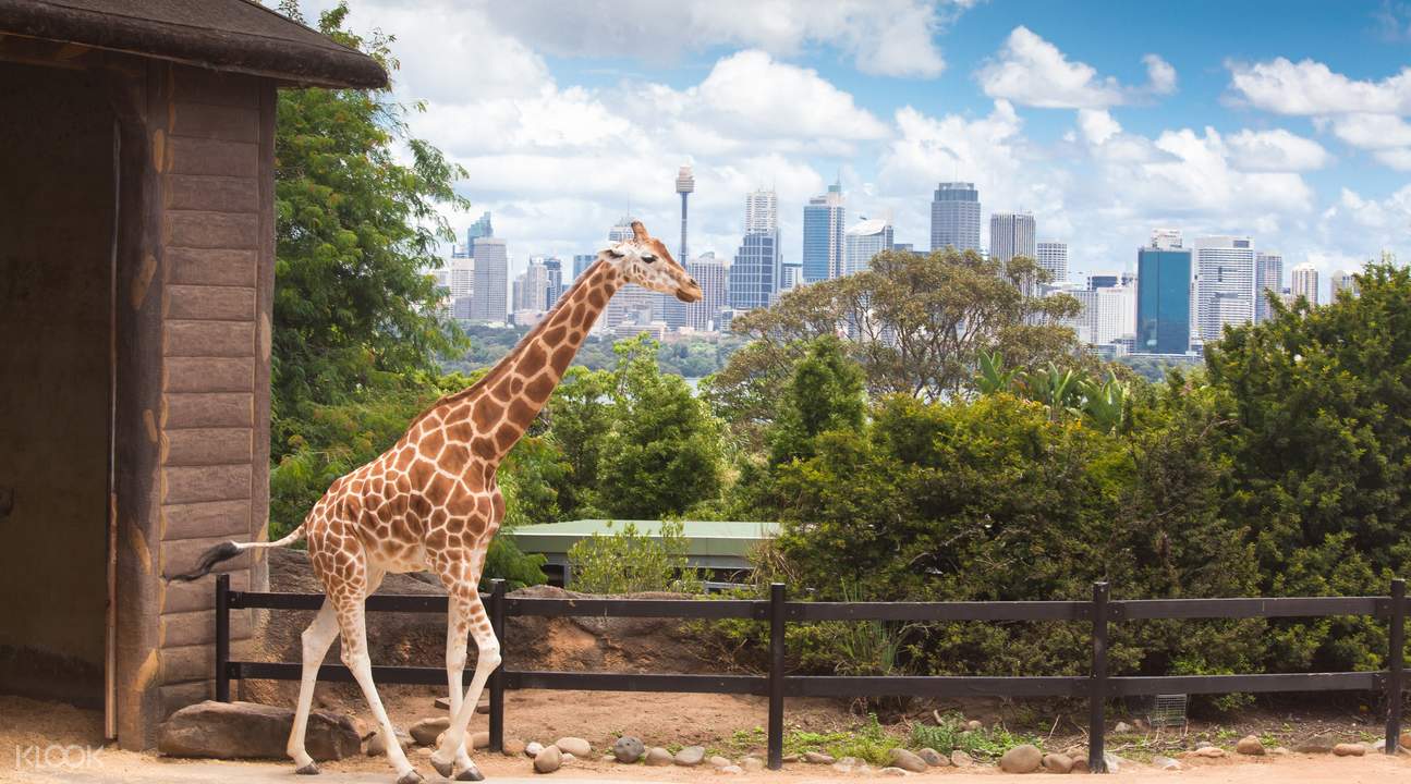 Kết quả hình ảnh cho Vườn thú Taronga Zoo