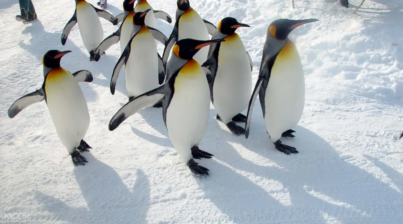 penguins on the penguin walk