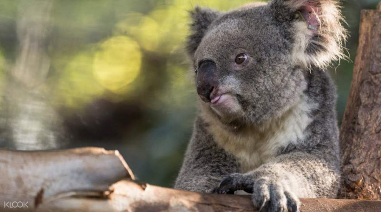 [SALE] Chiang Mai Zoo & Aquarium One Day Pass Ticket KD