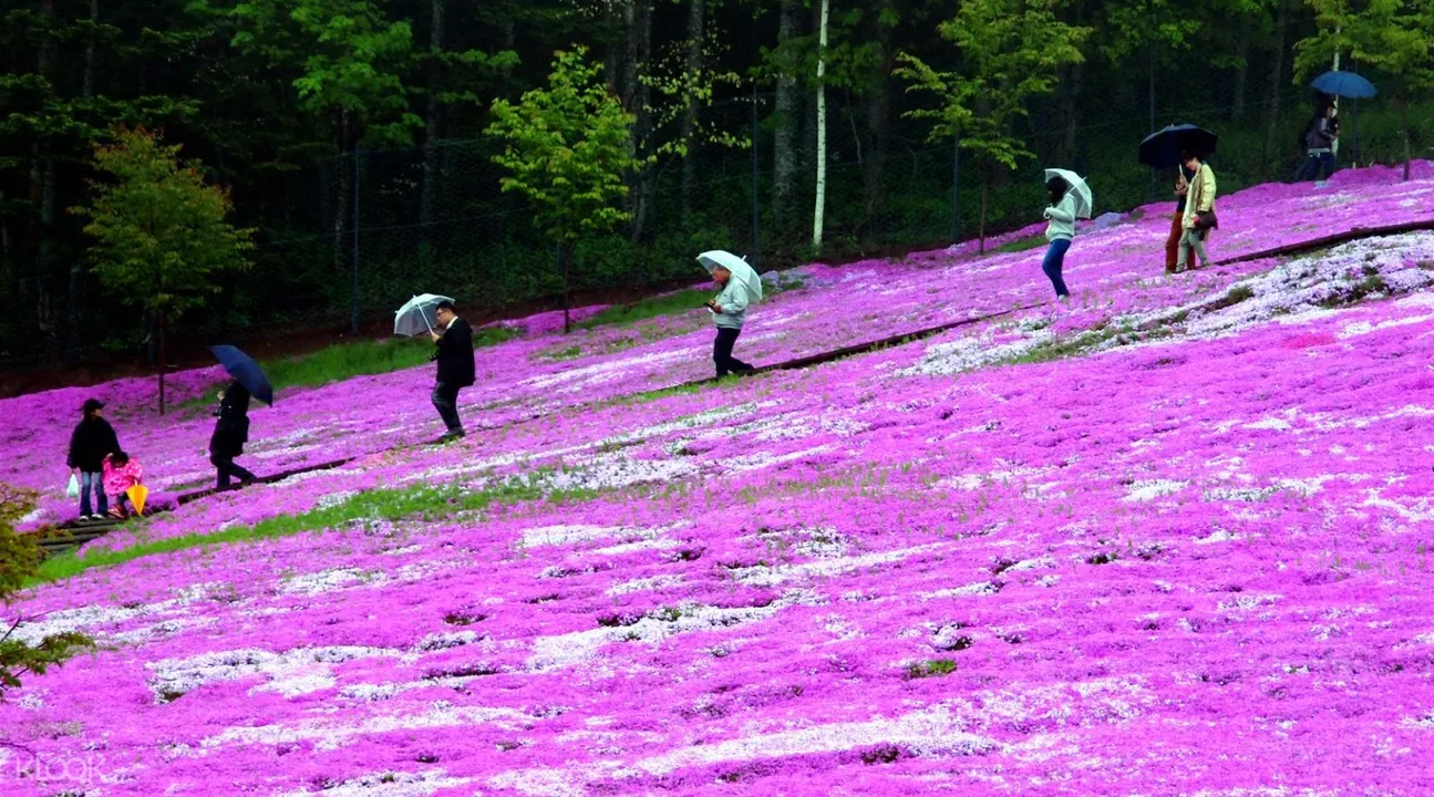 日本北海道 泷上芝樱公园 上涌别郁金香公园一日游 Klook客路中国