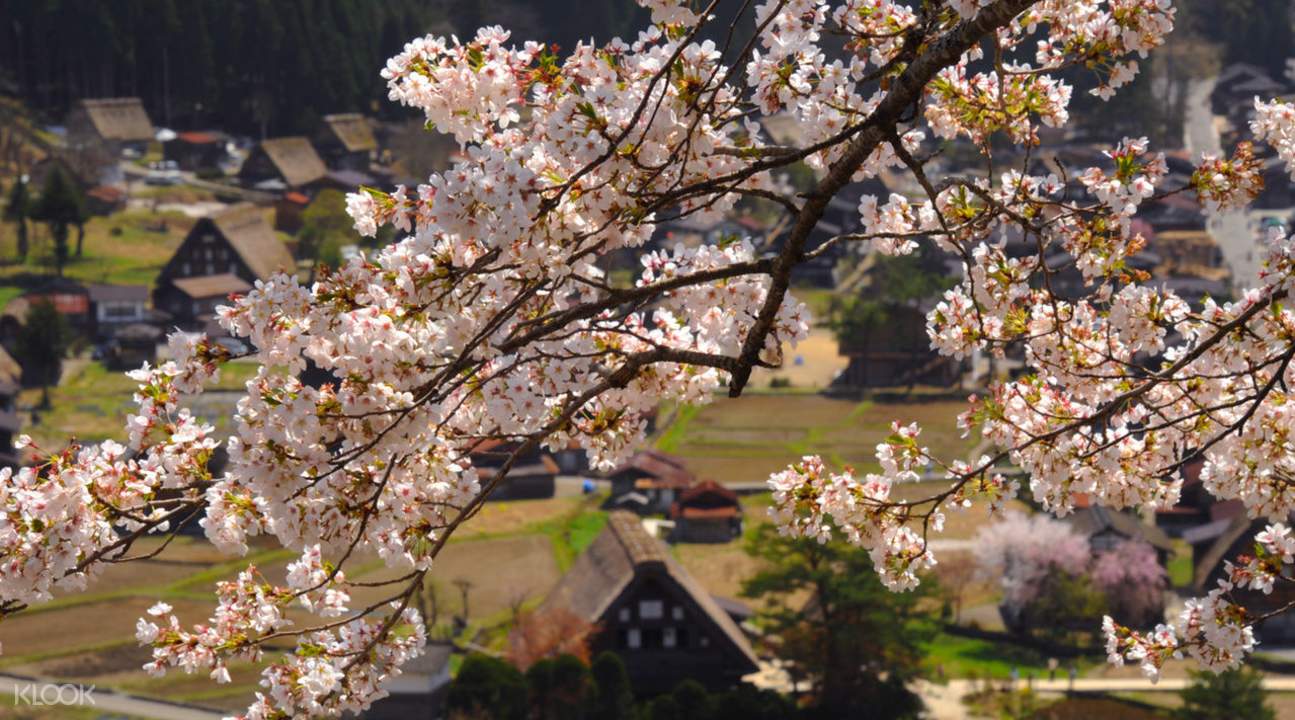 白川鄉合掌村