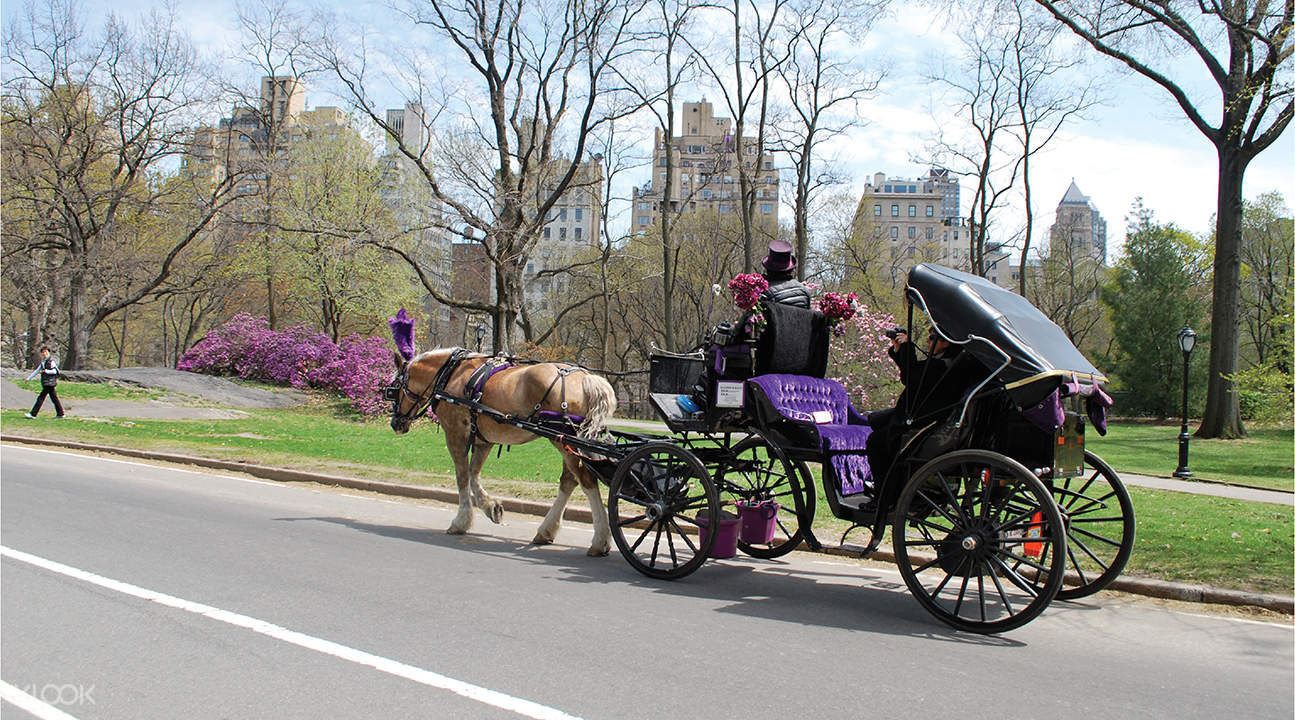 Central Park Horse and Carriage Rides New York City