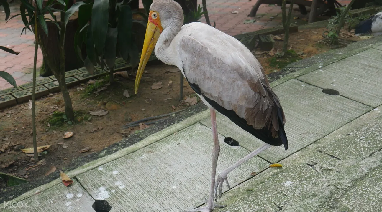 Tiket Masuk Taman Burung Kl Dengan Layanan Transportasi Satu Arah Di Kuala Lumpur