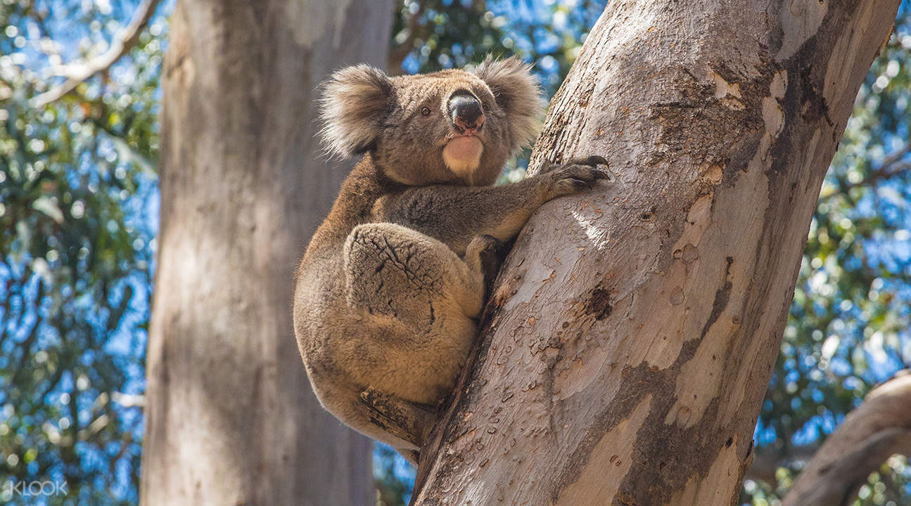 [SALE] Kangaroo Island Tour with Mandarin Guide Ticket KD